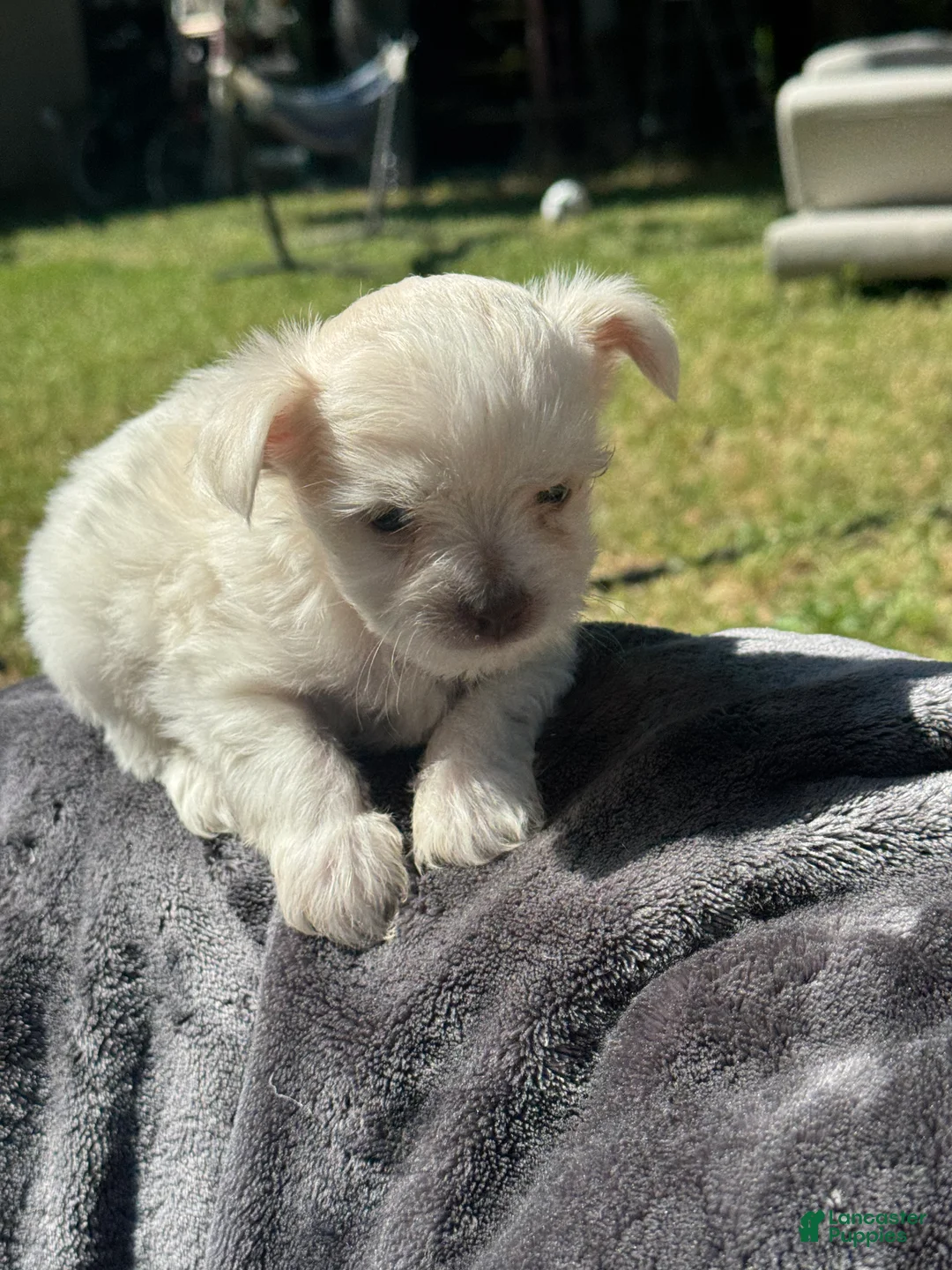 Maltipoo dogs for sale: Maltipoo Puppy 2 - Ad 2