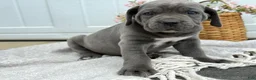 Cane Corso dogs for sale: Bianca - Ad 14
