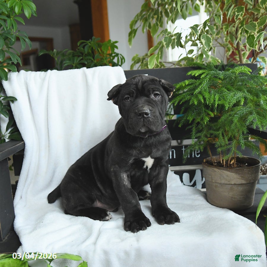 Cane Corso dogs Bear - Ad 1