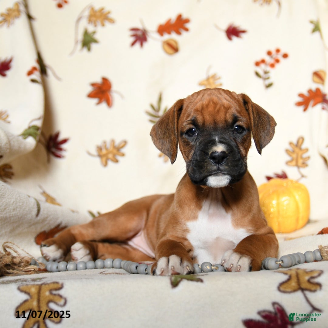 Boxer dogs for sale: Basil - Ad 10