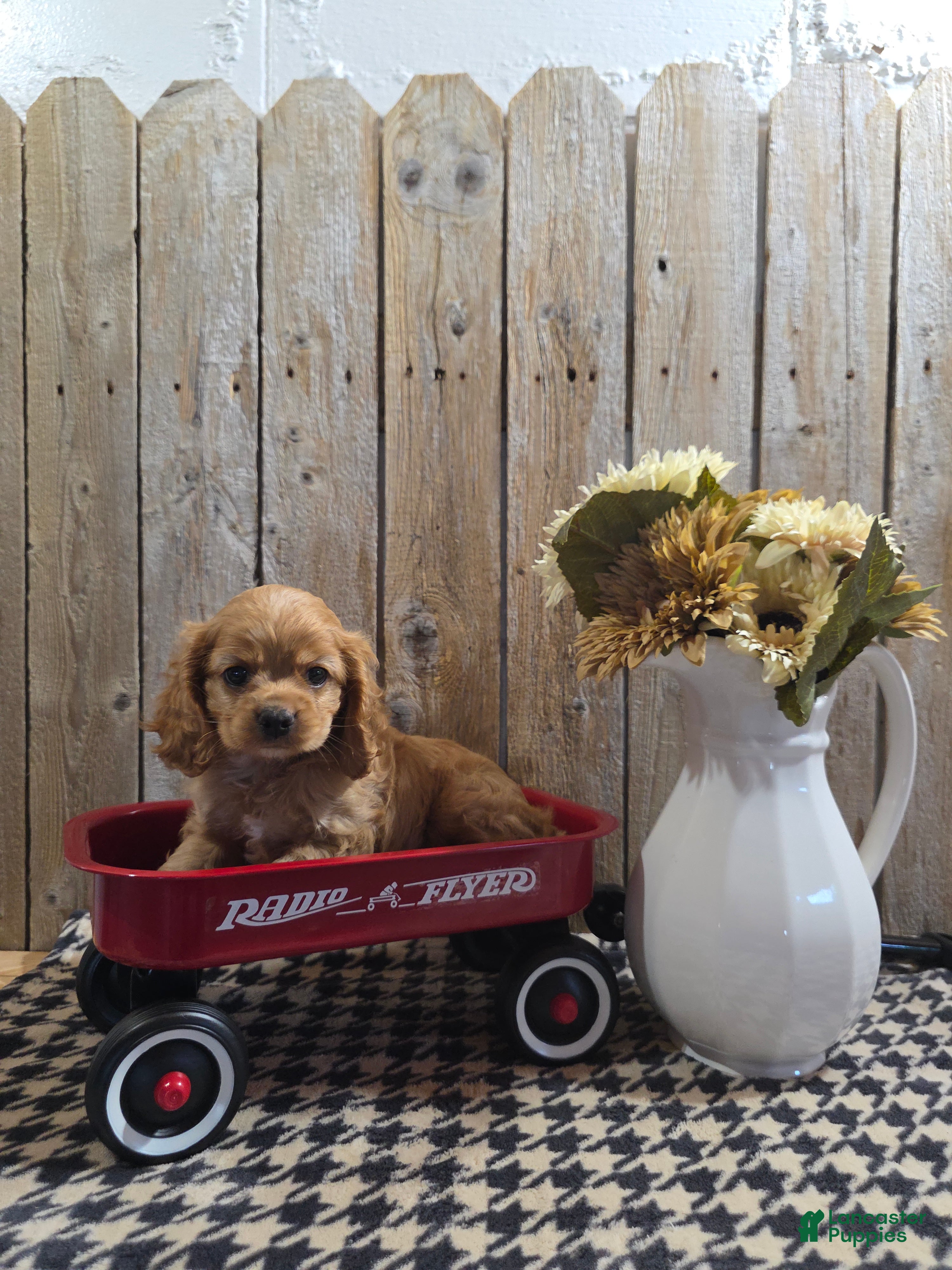 Cocker Spaniel dogs Baxter - Ad 1