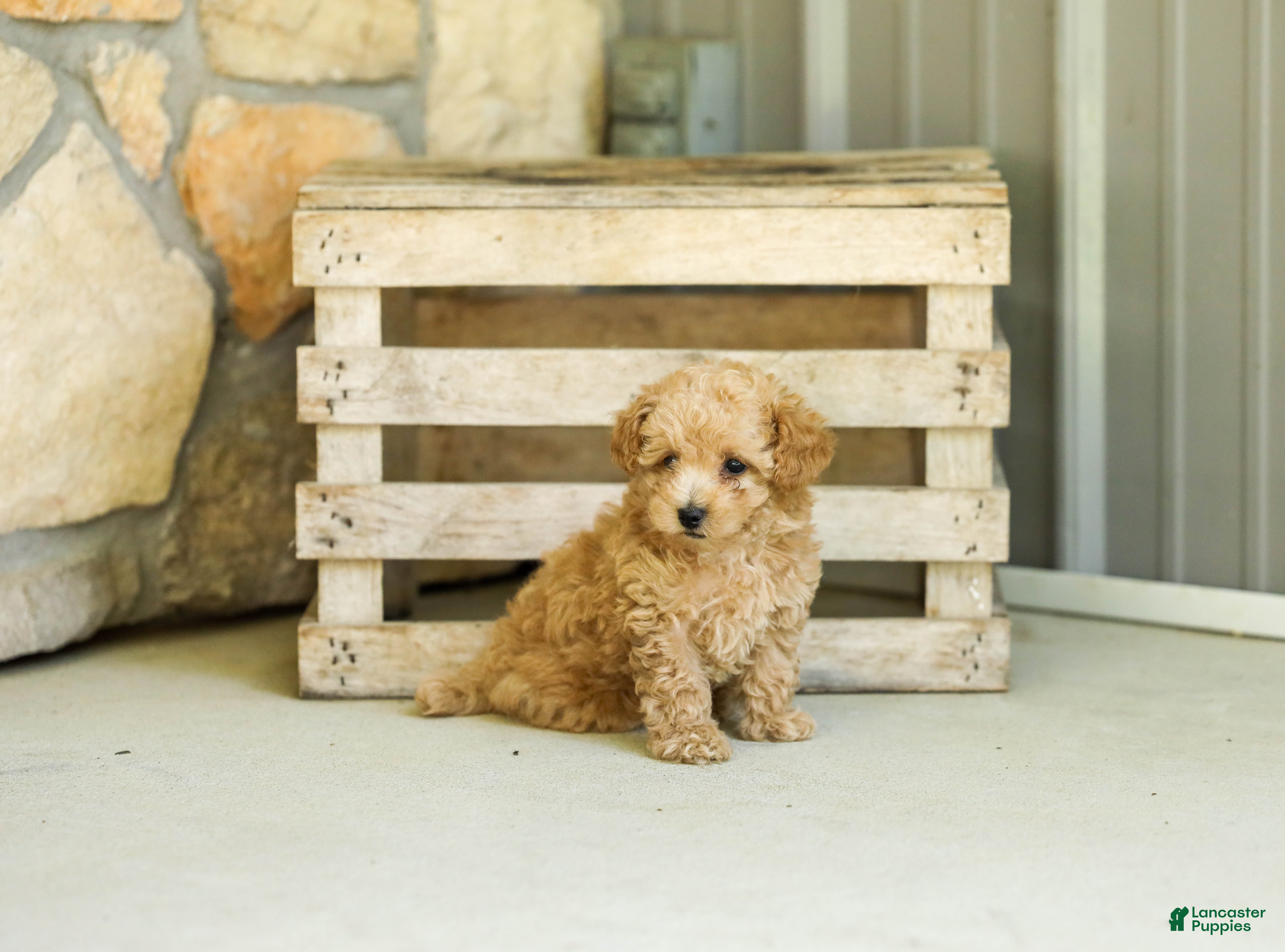 Miniature Poodle dogs AKC Shelly - Ad 1