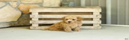 Miniature Poodle dogs for sale: AKC Shelly - Ad 1