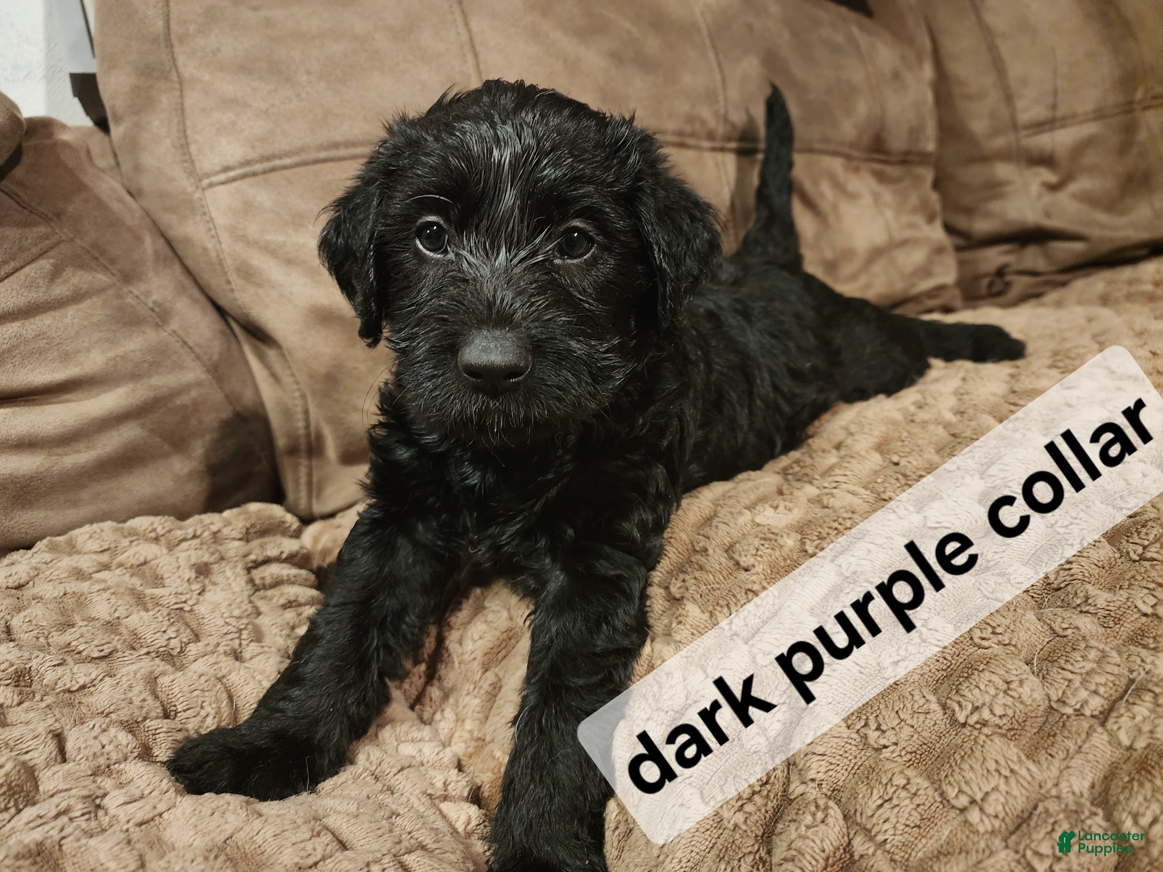 Labradoodle dogs Labradoodle dark purple collar - Ad 2