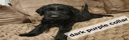 Labradoodle dogs for sale: Labradoodle dark purple collar - Ad 10