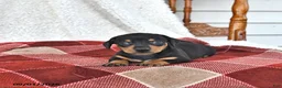 Miniature Dachshund dogs for sale: Cooper - Ad 5