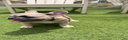 French Bulldog dogs for sale: Lilly - Ad 4