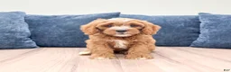 Cavapoo dogs for sale: Mason - Ad 1