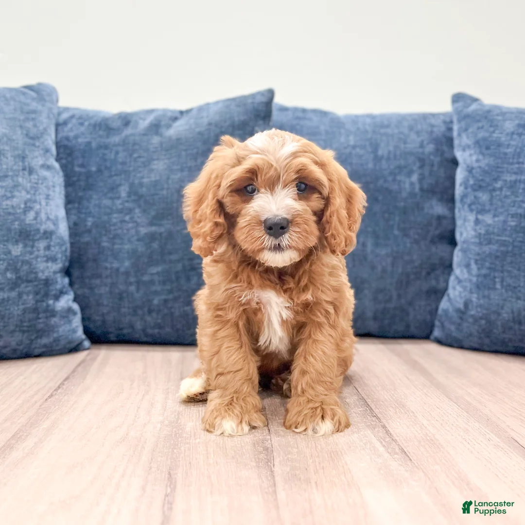 Cavapoo dogs for sale: Mason - Ad 1