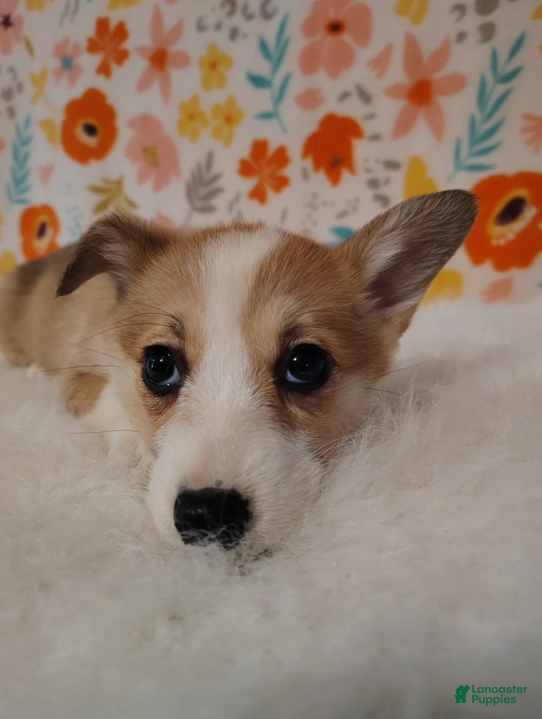 Welsh Corgi Pembroke dogs for sale: Mia - Ad 1