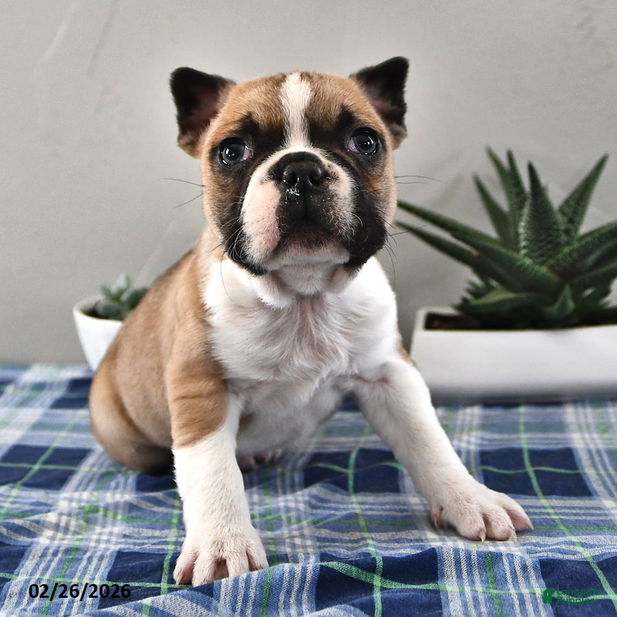 Frenchton dogs Evan - Ad 2