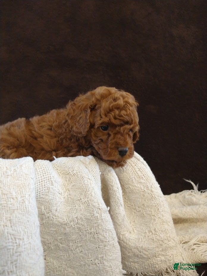 Toy Poodle dogs Archie - Ad 2