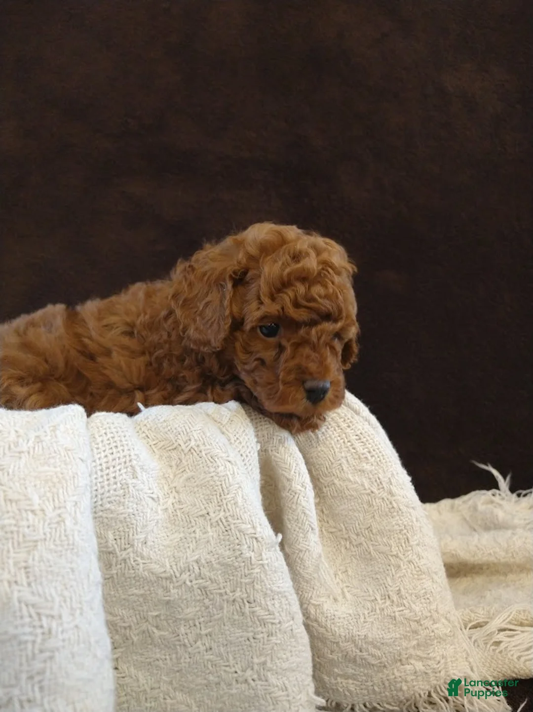 Toy Poodle dogs for sale: Archie - Ad 2
