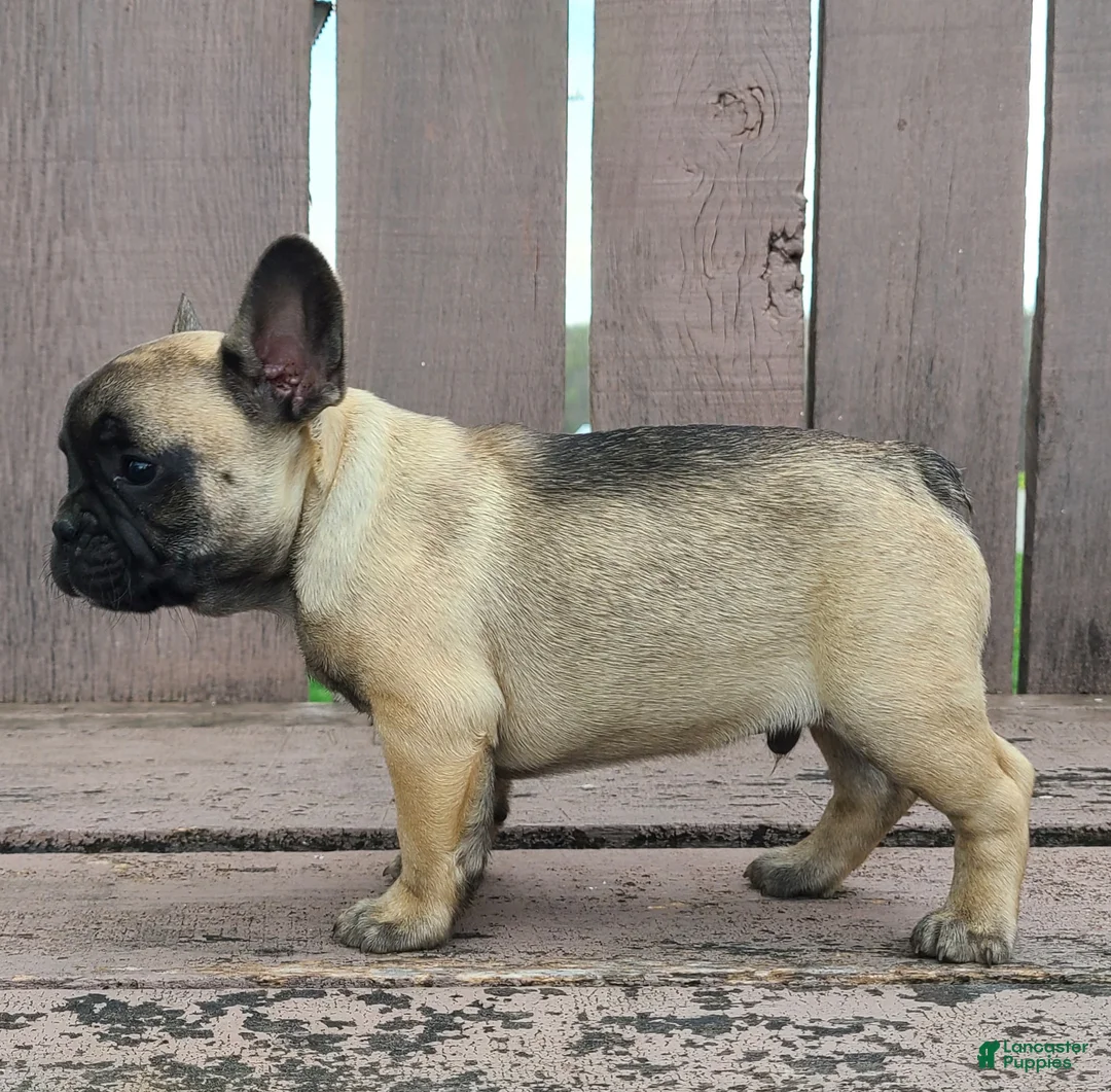 French Bulldog dogs for sale: Winston  - Ad 1