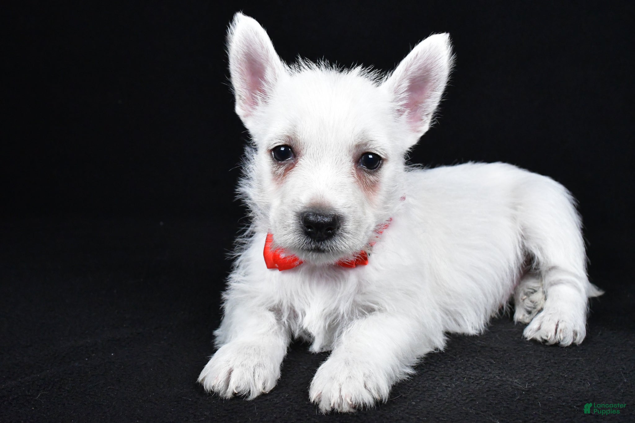 West Highland Terrier dogs Landon - Ad 2