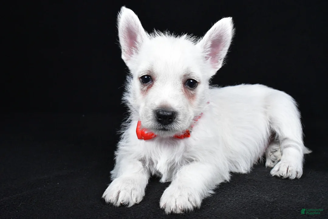 West Highland Terrier dogs for sale: Landon - Ad 2