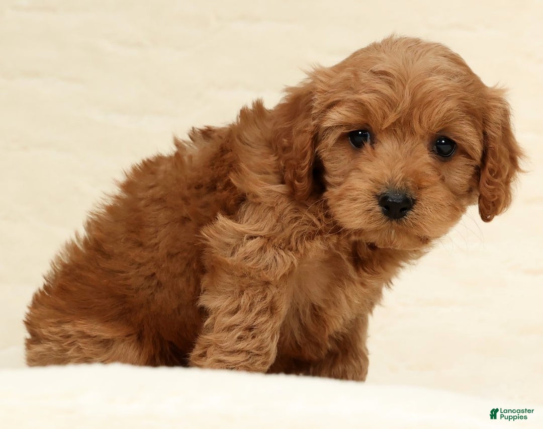 Cockapoo dogs for sale: Bear - Ad 7