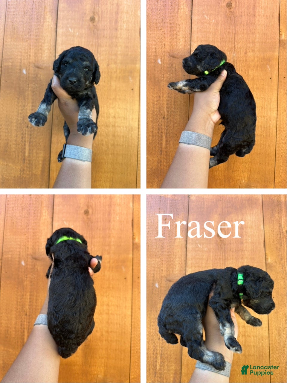 Standard Poodle dogs Fraser - Ad 2