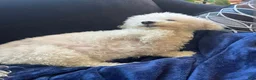 Bichpoo dogs for sale: Waffle - Ad 8