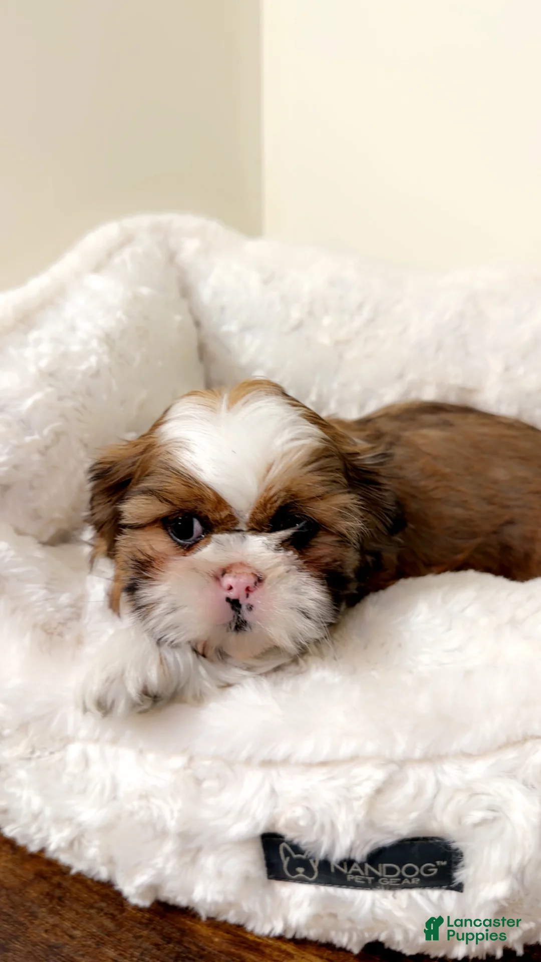 Shih Tzu dogs for sale: Jet  - Ad 4