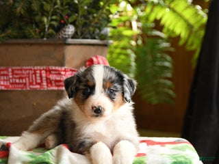 Australian Shepherd dogs Affinity - Ad 38