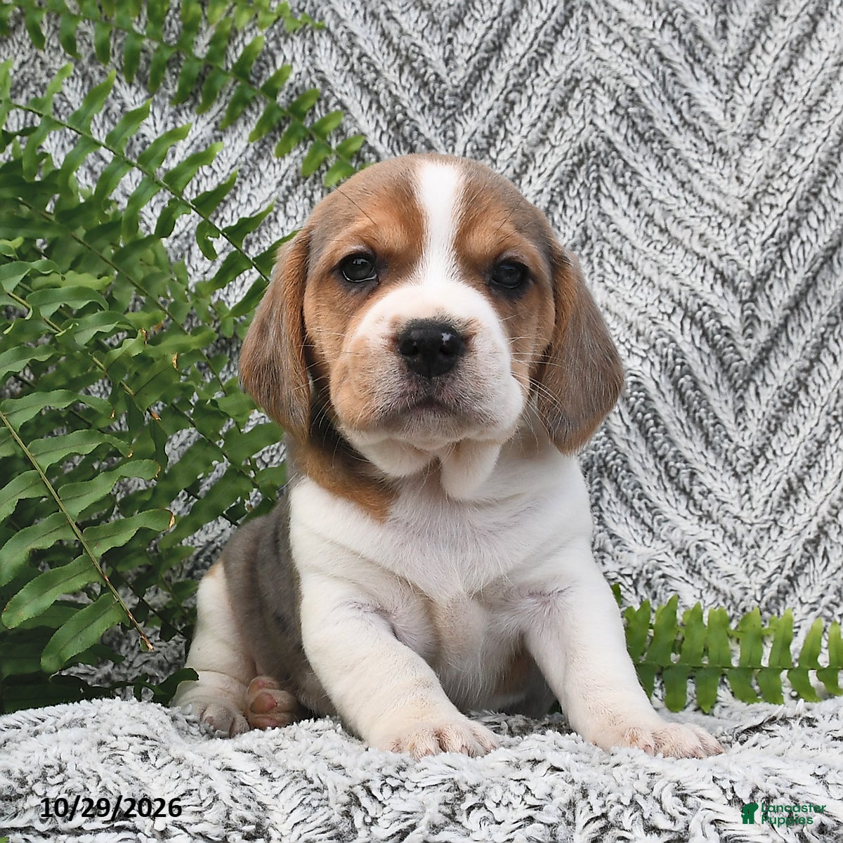 Mixed Breed dogs for sale: Lila  - Ad 1