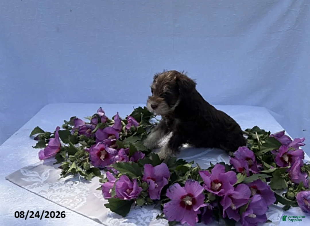 Miniature Schnauzer dogs for sale: Harvey - Ad 3