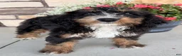 Bernedoodle dogs for sale: Roxie - Ad 5