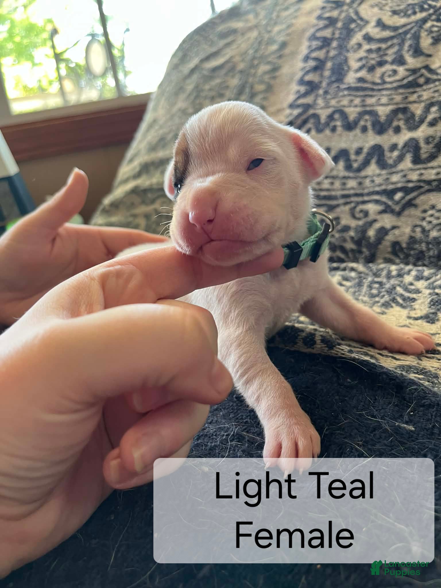 Boxer dogs Light Teal Female - Ad 24