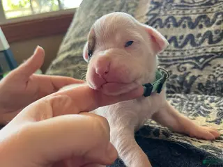 Boxer dogs Light Teal Female - Ad 24