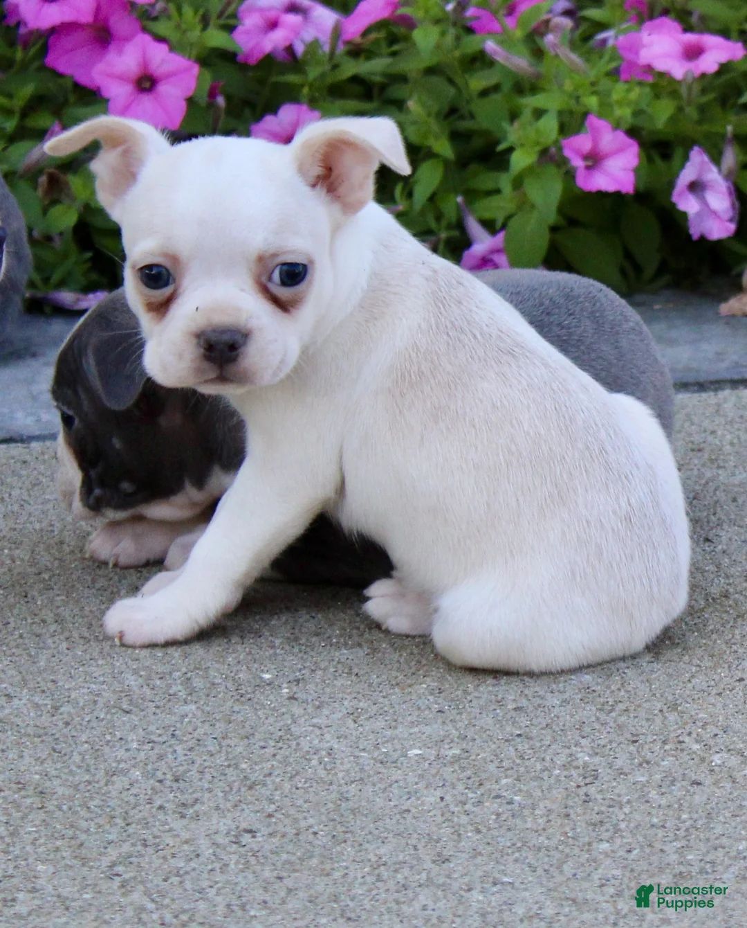 Boston Terrier dogs for sale: Leo - Ad 4
