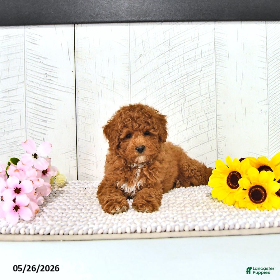 Miniature Poodle dogs Kaiden - Ad 2