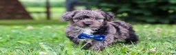 Yorkiepoo dogs for sale: Winston - Ad 3