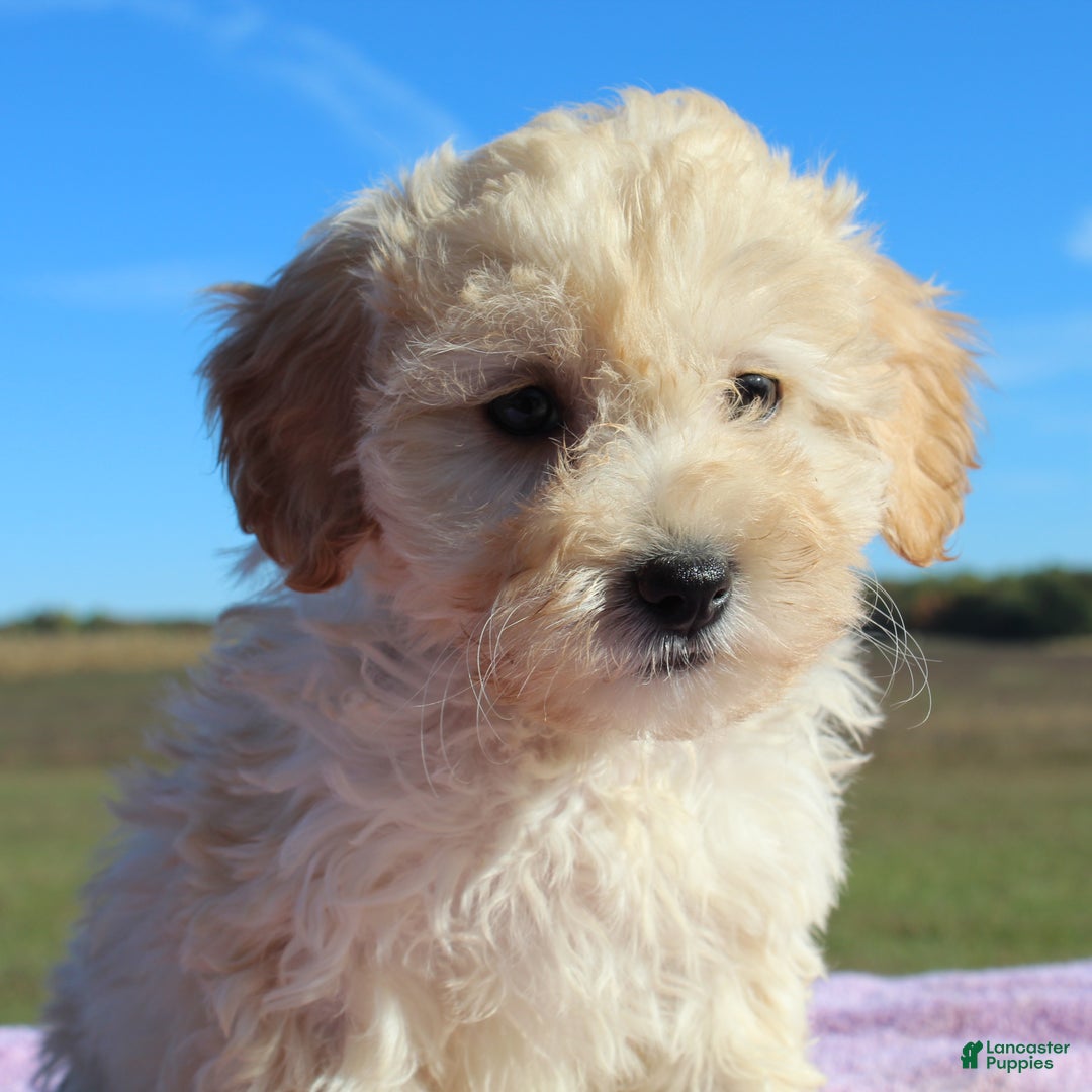 Maltipoo dogs for sale: Tabitha - Ad 4