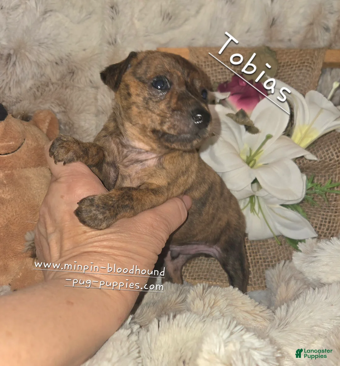 Miniature Pinscher dogs for sale: Tobias  - Ad 2