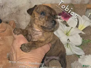 Miniature Pinscher dogs for sale: Tobias - Ad 4