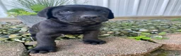 Cane Corso dogs for sale: Jayce - Ad 11