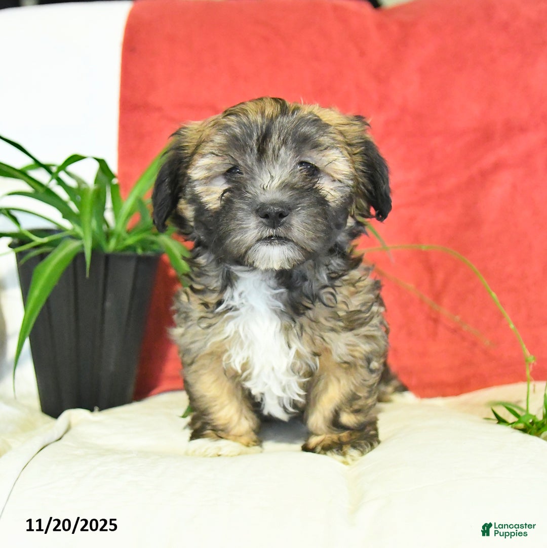 Shorkie dogs for sale: Monty - Ad 4