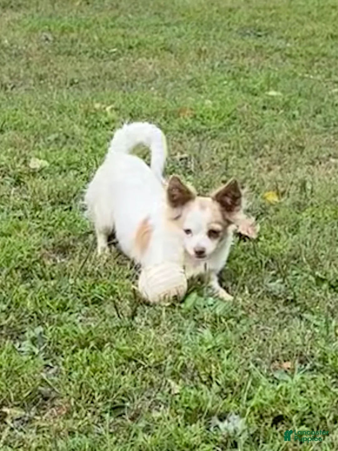 Chihuahua dogs for sale: Chihuahua Puppy 2 - Ad 4