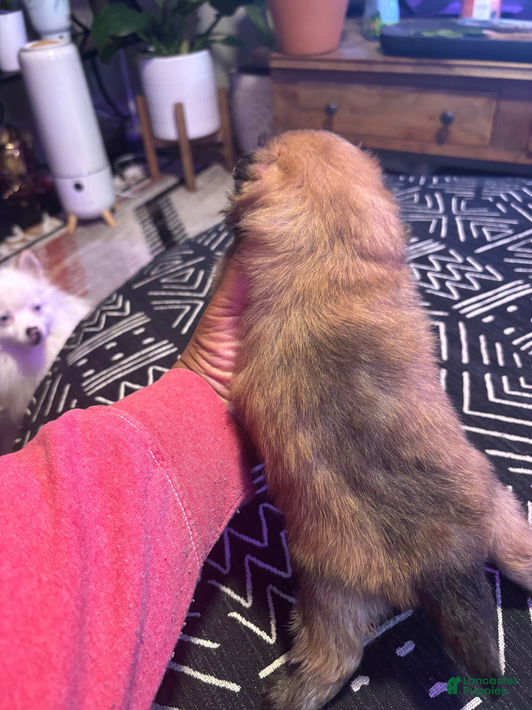 Pomeranian dogs for sale: Chloe - Ad 3