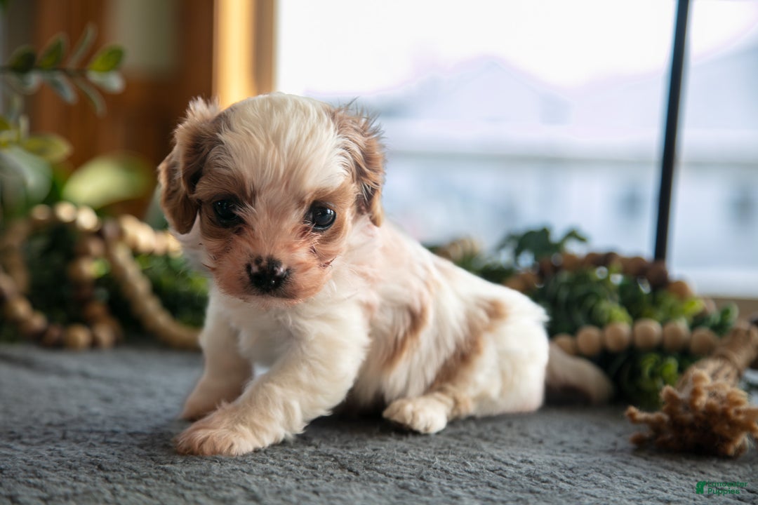 Cavapoo dogs for sale: Candy - Ad 2
