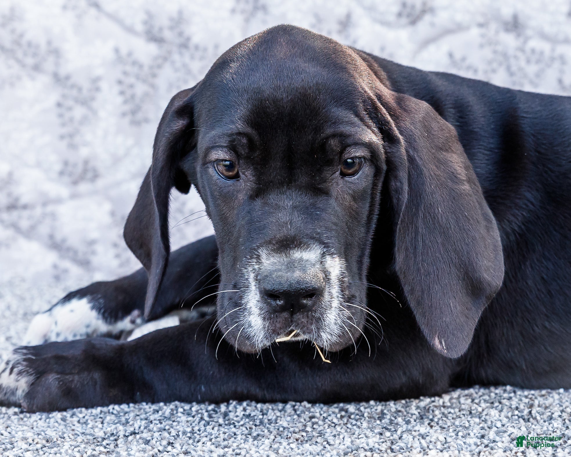 Great Dane dogs Davis - Ad 2