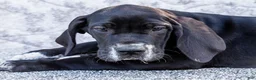 Great Dane dogs for sale: Davis - Ad 2