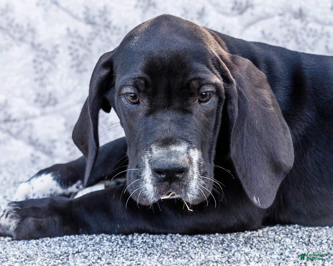 Great Dane dogs for sale: Davis - Ad 2