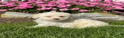 Havapoo dogs for sale: Khloe  - Ad 3