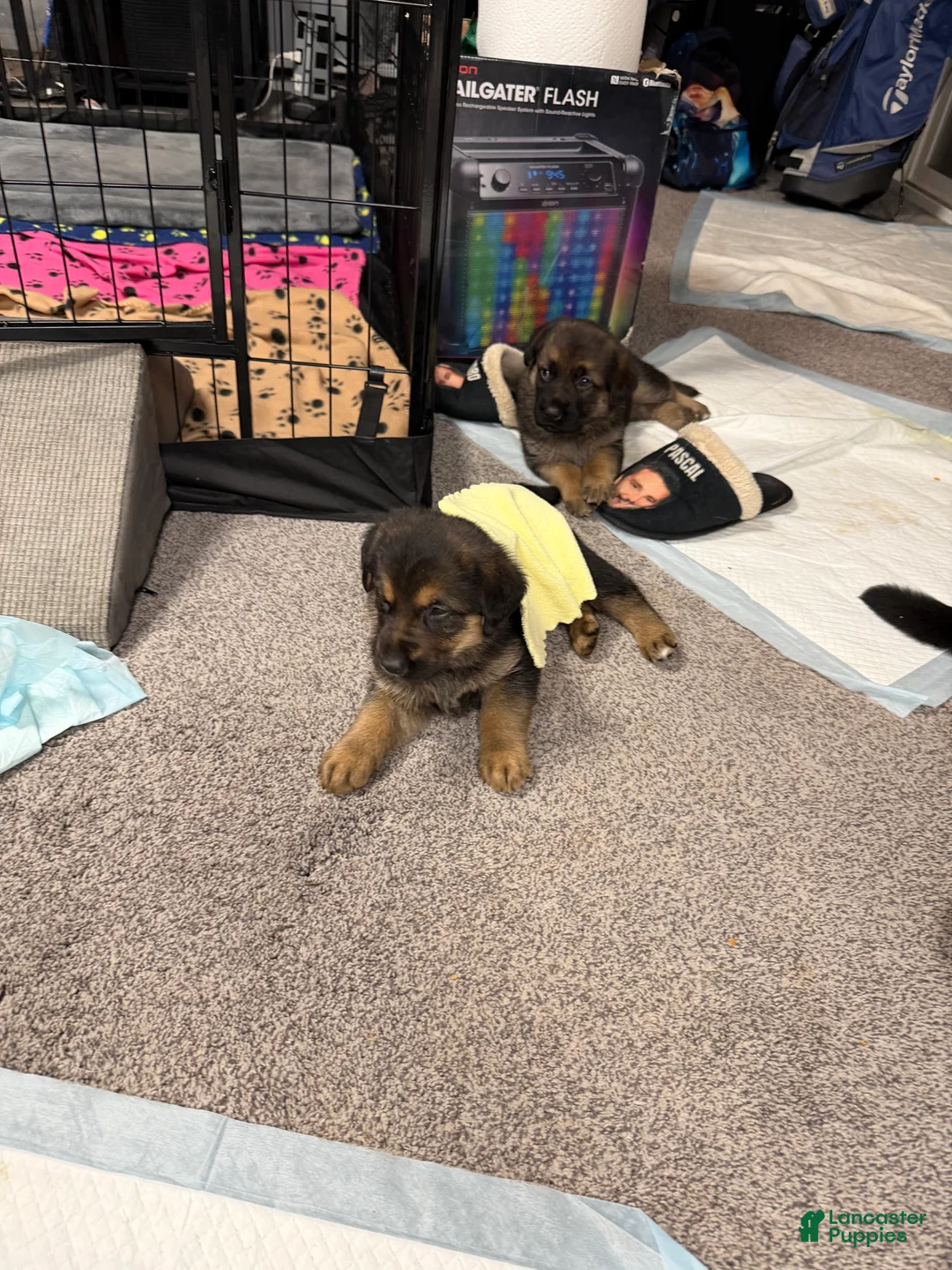 Golden Shepherd dogs for sale: Mike - Ad 2