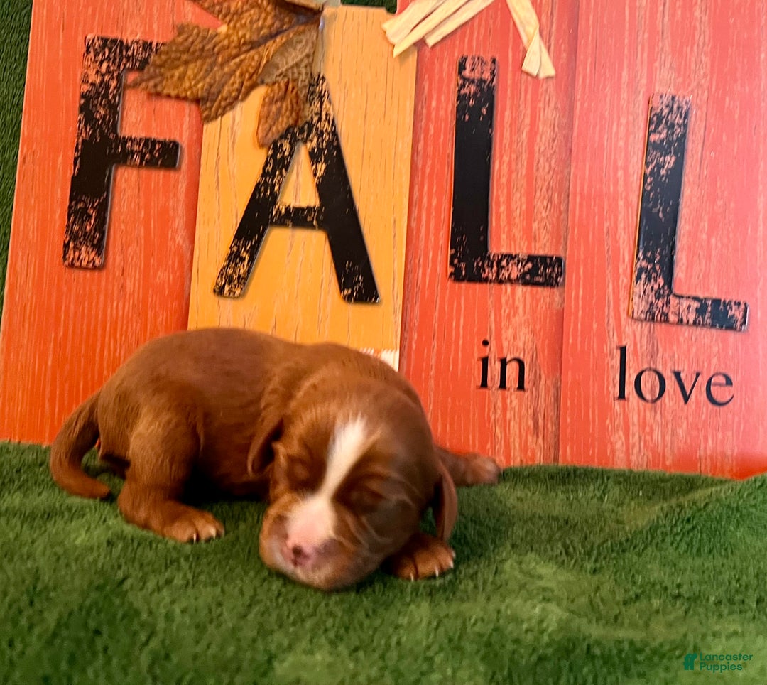 Cavalier King Charles Spaniel dogs for sale: Cavalier King Charles Spaniel Puppy 2- Dasher - Ad 5