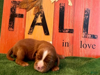 Cavalier King Charles Spaniel dogs - Ad 22