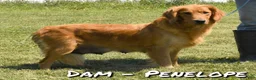 Golden Retriever dogs for sale: Andre - Ad 10
