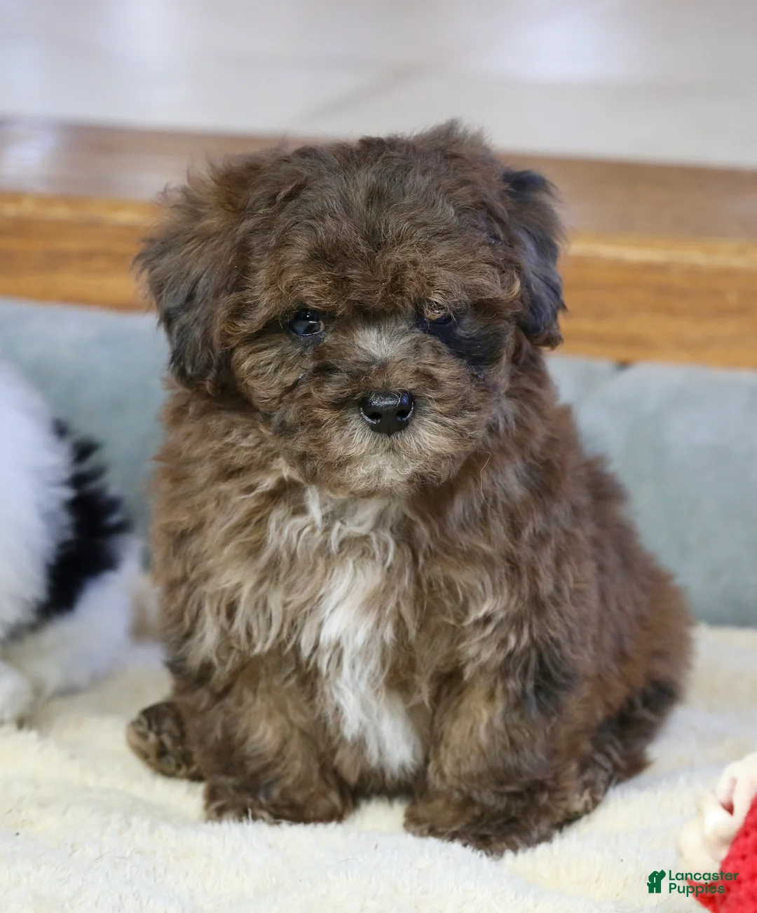 Miniature Poodle dogs for sale: Huxlee - Ad 15